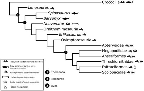 A Schematic Phylogeny Representing The Archosaurs Mentioned In The