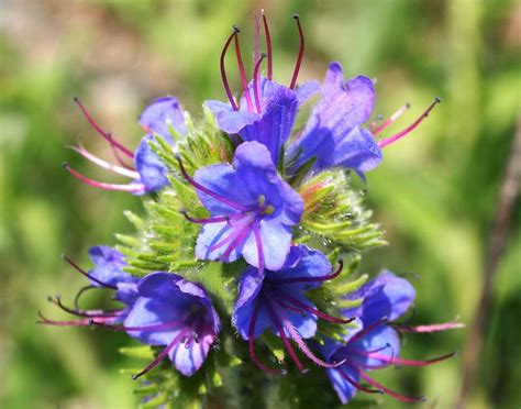 Vipérine commune informations Fleurs sauvage du Québec