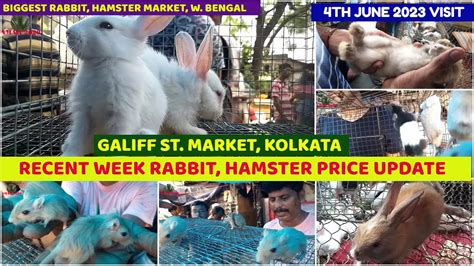 Recent Week Rabbit Hamster Gerbil Price Galiff Street Cheapest Pet