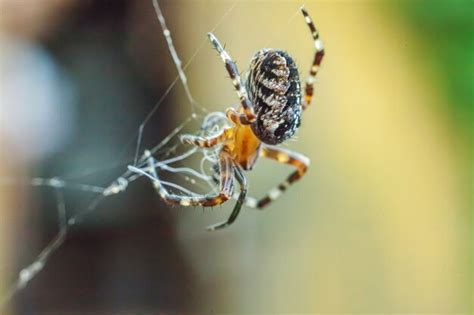 Premium Photo Arachnophobia Fear Of Spider Bite Concept Macro Close