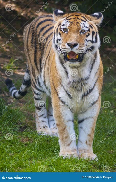 Tiger wild cat potrait stock photo. Image of aggressive - 130064044