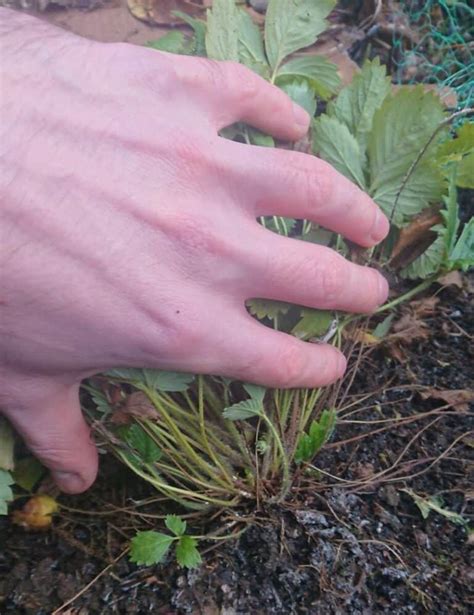 Why Are My Strawberry Plants Dying Gardener Report