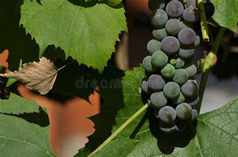 Grupo Das Uvas Roxas Que Penduram Na Videira Em Um Fundo Imagem De