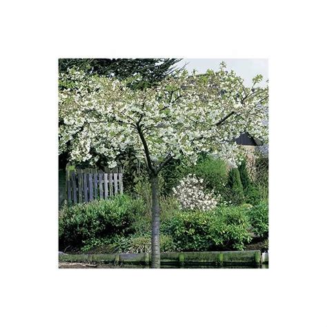 Our New Series On Sale Prunus Shirotae Cherry Blossom Tree Are Of