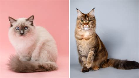 Ragdoll Vs Maine Coon Your Friendly Feline Giants