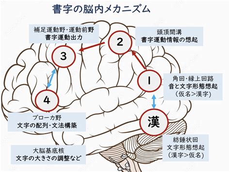 ディスグラフィア発達性の書字障害の症状と原因について ディスレクシア読み書き障害の多感覚学習触るグリフ