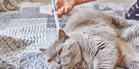 Anti Puces Pour Chat Traitements Efficaces