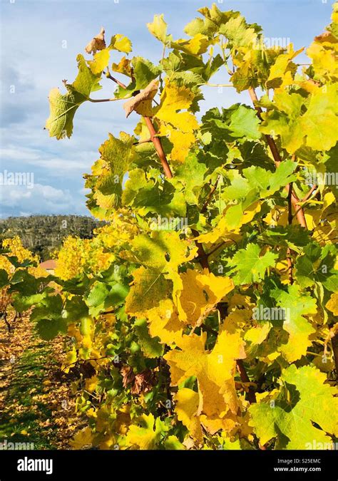 Winter Grape Vines At Boutique Winery In Tasmania Australia Stock