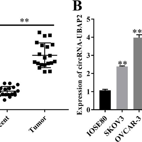 Knockdown Of Circznf609 Inhibits Breast Cancer Cell Proliferation Download Scientific Diagram