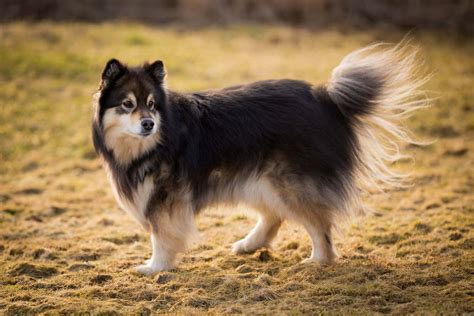 Find your Finnish Lapphund puppy for sale | Puppies.com