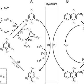 (PDF) Induction of Extracellular Hydroxyl Radical Production by White ... 