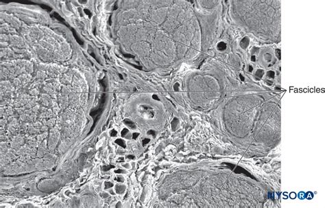 Connective Tissues of Peripheral Nerves - NYSORA