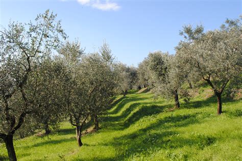 Our Olive Grove Notes From A Tuscan Olive Grove