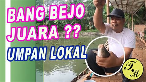 Bang BEJO MANCING UMPAN LOKAL VS INTERLOKAL Juara YouTube