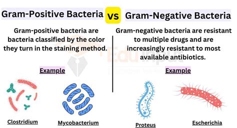 Difference Between Gram Positive and Gram Negative Bacteria