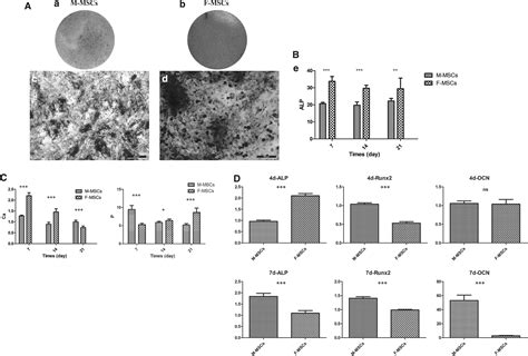 Comparison Of Proliferation And Osteogenic Differentiation Potential Of