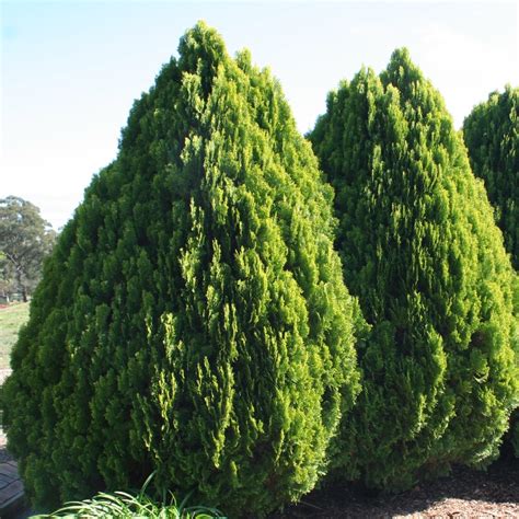 Thuja Orientalis Aurea Nana Overland Nurseries