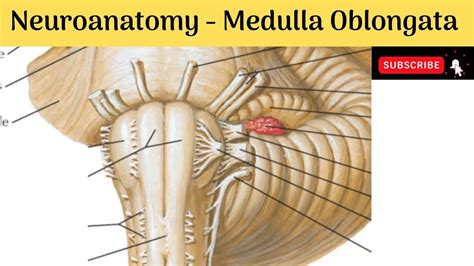 Medulla Oblongata External Features Internal Features Blood Suppl