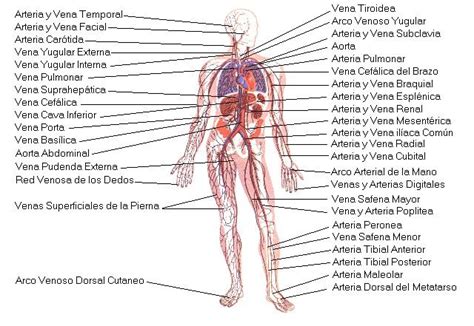 Aparato Circulatorio Medical Knowledge Circulatory System Medical