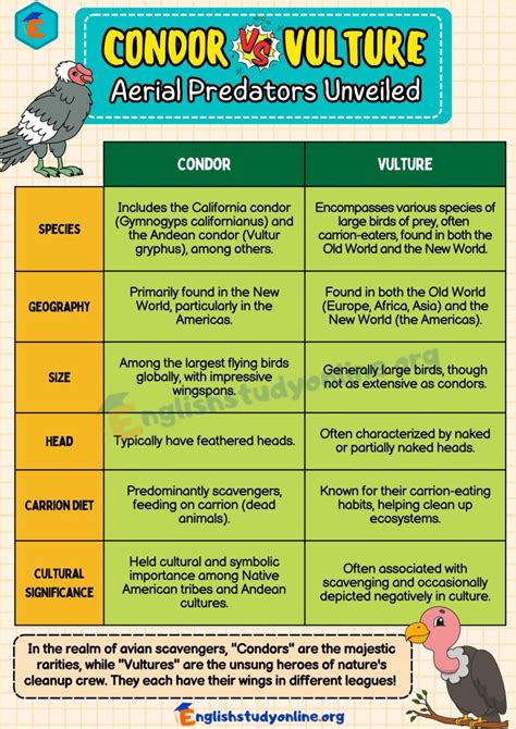 Condor vs. Vulture: Who Reigns Supreme in the Skies? - English Study Online