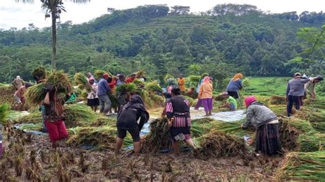 Suasana Panen Petani Di Desa Darsono Kecamatan Arjasa Kabupaten