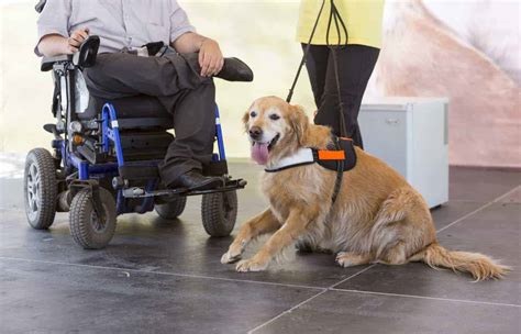 Service animals in the workplace meet ADA requirements