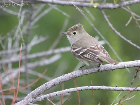 Elaenia Albiceps Aves Fin Del Mundo Tierra Del Fuego Ushuaia