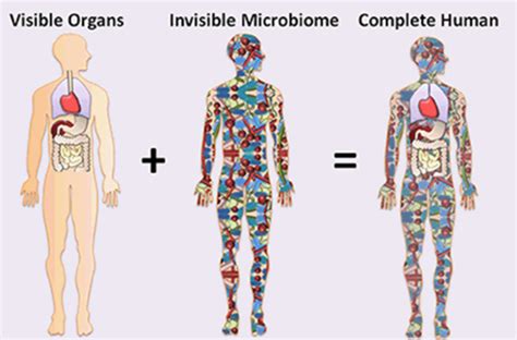 The Human Microbiome And Normal Flora Flashcards Quizlet