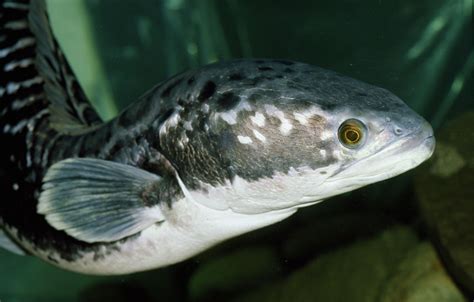 What To Know About Invasive Snakehead Fish Spotted In Ct In