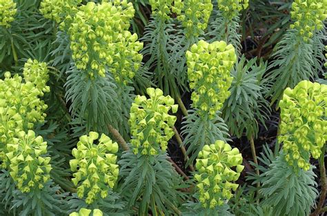 Euphorbia Characias Wulfenii #1 Photograph by Neil Joy/science Photo Library - Pixels