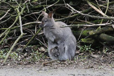 Familienzuwachs Bei Den K Ngurus Vorarlberger Nachrichten Vn At