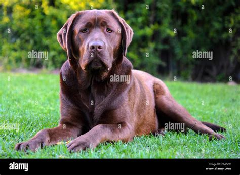 English Labrador Retriever Chocolate