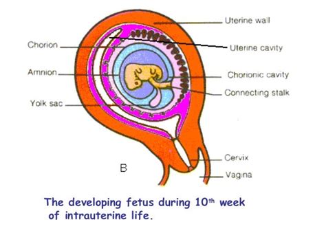 Placenta Development Stages