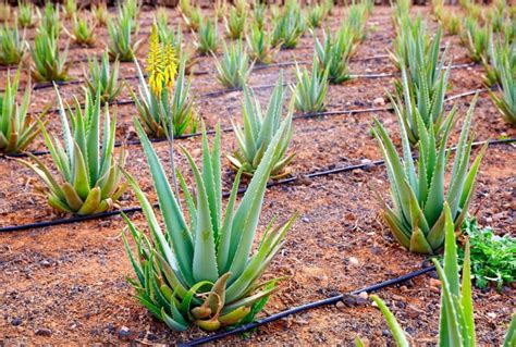 Aloe Vera Artigos Wikifarmer