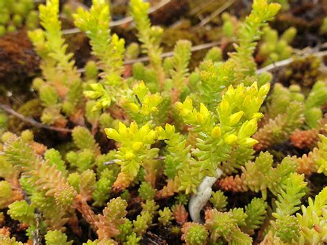 Sedum Sexangulare Tasteless Stonecrop World Of Succulents