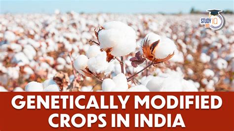 Genetically Modified Crops In India