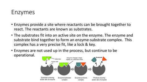 Macromolecules Chapter 2 Honors Bio Ppt Download