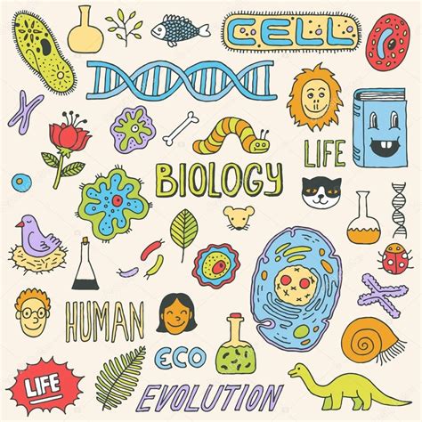 Biolog A Garabatos Ilustraci N Dibujado A Mano Biology Drawing