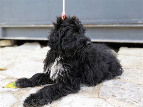 Floyd Perro Adopci N Cruce Perro De Agua Espa Ol Perrera De Los Barrios