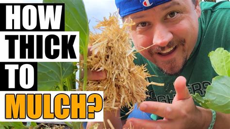 Mulch Thickness Explained Garden Quickie Episode 101 Youtube Mulch Tomato Farming Mulching