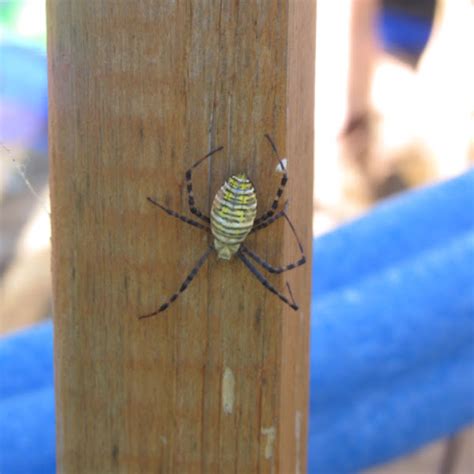 Black And Yellow Argiope Project Noah