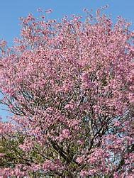 Handroanthus Impetiginosus Monaco Nature Encyclopedia