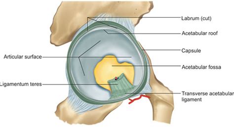 Transverse Acetabular Ligament