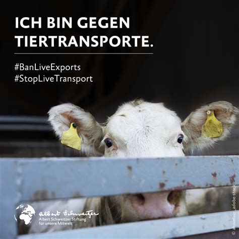 Weltweiter Aktionstag Gegen Tiertransporte St Anne Stiftung