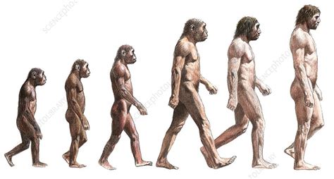 Evolution Of Humans Timeline