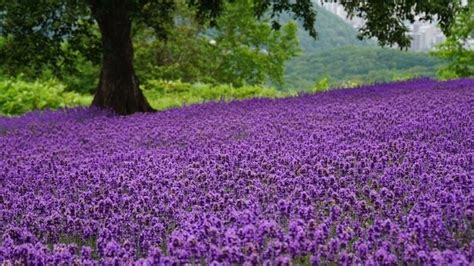 12 Lavender Fields in Japan to Visit This Summer & Where to Find Them