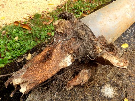 Could Roots Be Taking Over Your Pipes Heres What To Look For