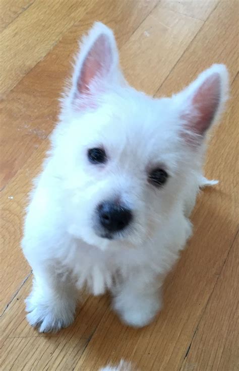 West Highland White Terrier Puppies For Sale Chesterfield Township