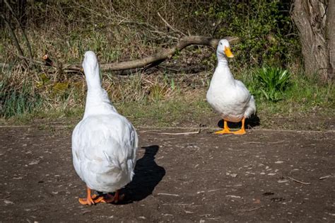 When Do Pekin Ducks Lay Eggs