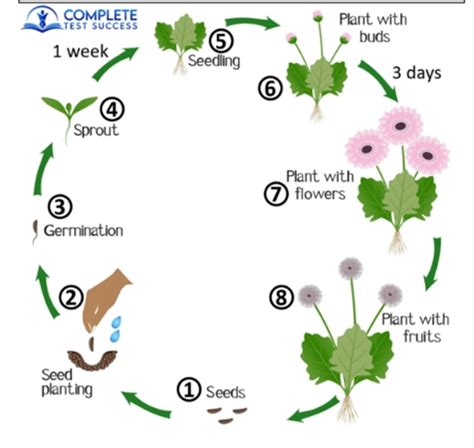 Band 6: The diagram below shows the life cycle of a flower and the ...